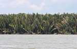 Palms along a brackish estuary