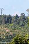 Oil palm plantation established on former rainforest land -- borneo_4758