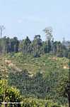 Oil palm plantation established on former rainforest land -- borneo_4761
