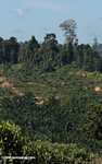 Oil palm plantation established on former rainforest land -- borneo_4762