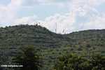 Oil palm plantation established on former rainforest land -- borneo_4763