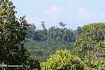 Oil palm plantation established on former rainforest land -- borneo_4767
