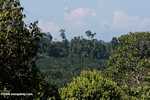 Oil palm plantation established on former rainforest land -- borneo_4768