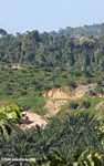 Oil palm plantation established on former rainforest land -- borneo_4770