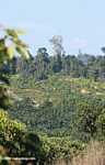 Oil palm plantation established on former rainforest land -- borneo_4771