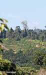 Oil palm plantation established on former rainforest land -- borneo_4772