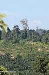 Oil palm plantation established on former rainforest land -- borneo_4773