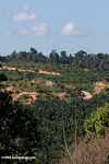 Oil palm plantation established on former rainforest land -- borneo_4776