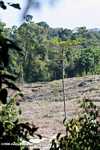 Deforestation in Sabang -- borneo_4781