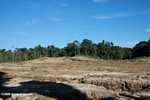 Deforestation in Sabang -- borneo_4784