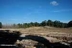 Deforestation in Sabang -- borneo_4785