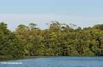 Mangroves along the Sabang River -- borneo_4853