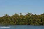 Mangroves along the Sabang River -- borneo_4855