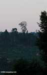 Oil palm plantation established on former rainforest land -- borneo_4868