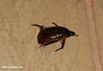 Beetle -- borneo_4874