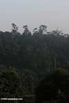 Haze rising from an oil palm plantation established on former rainforest land -- borneo_4887