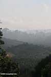 Haze rising from an oil palm plantation established on former rainforest land -- borneo_4889