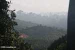 Haze rising from an oil palm plantation established on former rainforest land -- borneo_4893