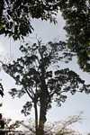 Giant canopy tree -- borneo_4895