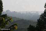 Haze over an oil palm plantation established on former rainforest land -- borneo_4924