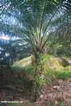 Oil palm tree -- borneo_4926