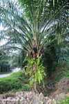 Oil palm tree -- borneo_4927
