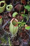 Nepenthes rafflesiana pitcher plant -- borneo_4934