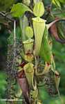 Slender pitcher plant (Nepenthes gracilis) -- borneo_4940