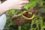 Raffles raksasa 'Pitcher-Plant (Nepenthes rafflesiana)