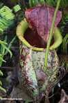 Giant Raffles' Pitcher-Plant (Nepenthes rafflesiana) -- borneo_4945