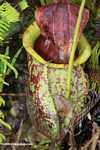 Giant Raffles' Pitcher-Plant (Nepenthes rafflesiana) -- borneo_4946