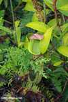 Slender pitcher plant (Nepenthes gracilis) -- borneo_4952