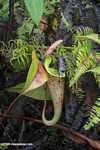 Slender pitcher plant (Nepenthes gracilis) -- borneo_4962