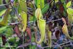 Slender pitcher plant (Nepenthes gracilis)