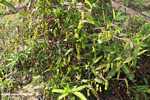 Many Nepenthes mirabilis pitcher plants -- borneo_4967