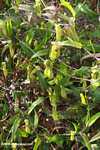 Nepenthes mirabilis Banyak tanaman pitcher