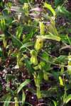 Many Nepenthes mirabilis pitcher plants -- borneo_4969