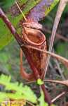 Dying (red-colored) Nepenthes mirabilis pitcher plant