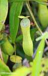 Slender pitcher plant (Nepenthes gracilis) -- borneo_4982