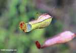 Nepenthes rafflesiana pitcher plants -- borneo_4984