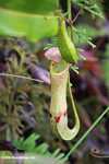 Nepenthes mirabilis pitcher plant -- borneo_4993