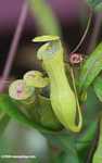Slender pitcher plant (Nepenthes gracilis) -- borneo_4994