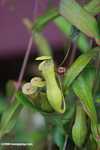 Slender pitcher plant (Nepenthes gracilis) -- borneo_4995