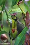 Black, green, and red slender pitcher plant (Nepenthes gracilis) -- borneo_4997