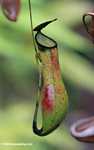 Black, green, and red slender pitcher plant (Nepenthes gracilis) -- borneo_5010