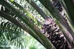 Oil palm fruit in the palm tree