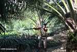 Harvesting oil palm fruit -- borneo_5024