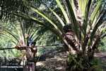 Harvesting oil palm fruit -- borneo_5025
