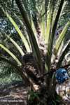 Harvesting oil palm fruit -- borneo_5030