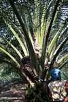 Harvesting oil palm fruit -- borneo_5031